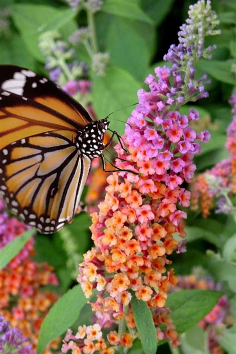 buddleia bicolor butterfly bush|where to buy buddleia.